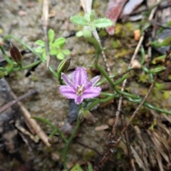 Thysanotus patersonii at Cook, ACT - 7 Oct 2020