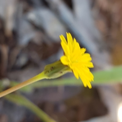 Hypochaeris radicata (Cat's Ear, Flatweed) at O'Connor Ridge to Gungahlin Grasslands - 8 Oct 2020 by trevorpreston