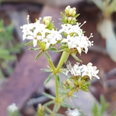 Asperula conferta (Common Woodruff) at Lyneham Ridge - 8 Oct 2020 by tpreston