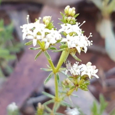 Asperula conferta (Common Woodruff) at Kaleen, ACT - 8 Oct 2020 by tpreston