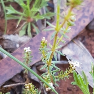 Asperula conferta at Kaleen, ACT - 8 Oct 2020