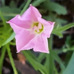 Convolvulus angustissimus subsp. angustissimus (Australian Bindweed) at Lyneham Ridge - 8 Oct 2020 by tpreston