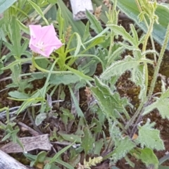 Convolvulus angustissimus subsp. angustissimus at Kaleen, ACT - 8 Oct 2020 01:35 PM