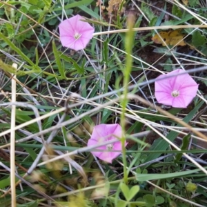 Convolvulus angustissimus subsp. angustissimus at Kaleen, ACT - 8 Oct 2020 01:35 PM