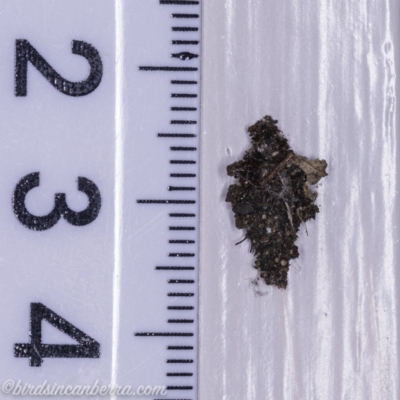 Cebysa leucotelus (Australian Bagmoth) at Hughes, ACT - 1 Oct 2020 by JonSteinbeck
