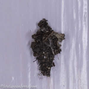 Cebysa leucotelus at Hughes, ACT - 1 Oct 2020