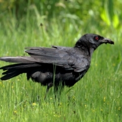 Corcorax melanorhamphos (White-winged Chough) at Wingecarribee Local Government Area - 8 Oct 2020 by Snowflake