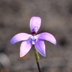 Glossodia major (Wax Lip Orchid) at Woodlands - 8 Oct 2020 by Snowflake