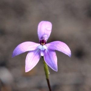 Glossodia major at Woodlands - suppressed