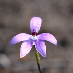 Glossodia major (Wax Lip Orchid) at Wingecarribee Local Government Area - 8 Oct 2020 by Snowflake