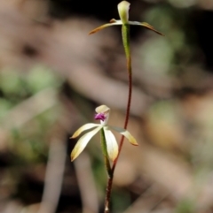 Caladenia testacea (Honey Caladenia) at Woodlands, NSW - 8 Oct 2020 by Snowflake