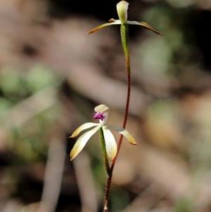 Caladenia testacea at Woodlands, NSW - 8 Oct 2020