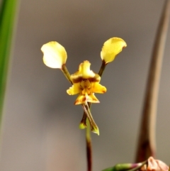Diuris pardina (Leopard Doubletail) at Woodlands - 8 Oct 2020 by Snowflake