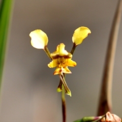 Diuris pardina (Leopard Doubletail) at Wingecarribee Local Government Area - 8 Oct 2020 by Snowflake