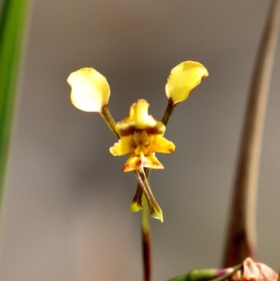 Diuris pardina (Leopard Doubletail) at Woodlands, NSW - 8 Oct 2020 by Snowflake