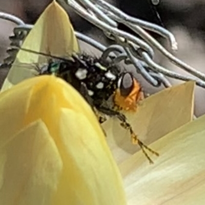 Amenia chrysame (A Blow Fly) at Black Range, NSW - 8 Oct 2020 by StephH