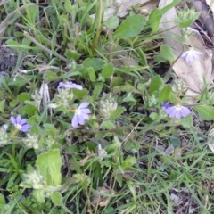 Scaevola aemula (Common Fan-flower) at Black Range, NSW - 8 Oct 2020 by MatthewHiggins