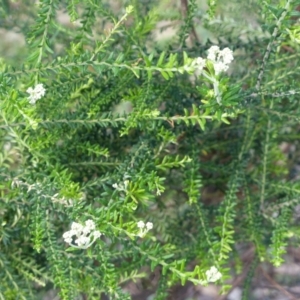 Ozothamnus diosmifolius at Black Range, NSW - 8 Oct 2020 01:54 PM