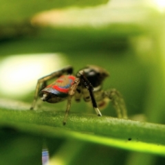 Maratus pavonis (Dunn's peacock spider) at Australian National University - 8 Oct 2020 by Angus44