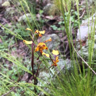 Diuris pardina (Leopard Doubletail) at Hawker, ACT - 8 Oct 2020 by strigo