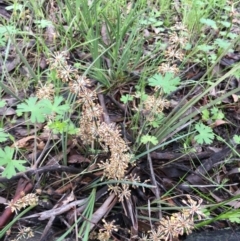 Lomandra multiflora (Many-flowered Matrush) at The Pinnacle - 8 Oct 2020 by strigo