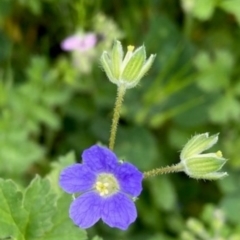 Erodium crinitum (Native Crowfoot) at Griffith Woodland - 8 Oct 2020 by AlexKirk