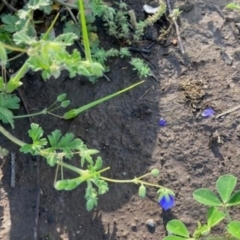 Erodium crinitum at Griffith, ACT - 8 Oct 2020