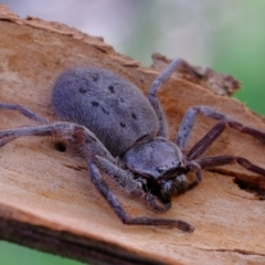 Isopeda (genus) (Huntsman Spider) at Hawker, ACT - 8 Oct 2020 by Kurt
