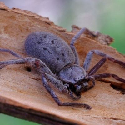 Isopeda (genus) (Huntsman Spider) at Hawker, ACT - 8 Oct 2020 by Kurt