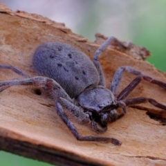 Isopeda sp. (genus) (Huntsman Spider) at Hawker, ACT - 8 Oct 2020 by Kurt