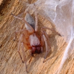 Clubiona sp. (genus) at Hawker, ACT - 8 Oct 2020