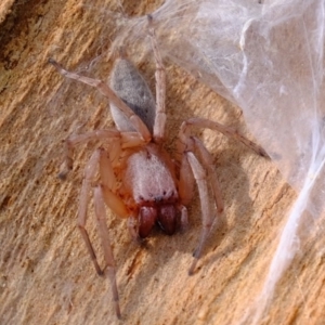 Clubiona sp. (genus) at Hawker, ACT - 8 Oct 2020