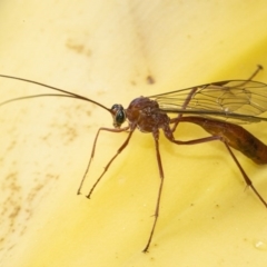 Netelia sp. (genus) (An Ichneumon wasp) at Googong, NSW - 7 Oct 2020 by WHall