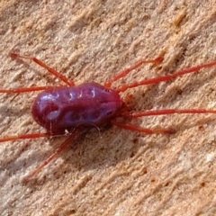 Rainbowia sp. (genus) (A mite) at The Pinnacle - 8 Oct 2020 by Kurt