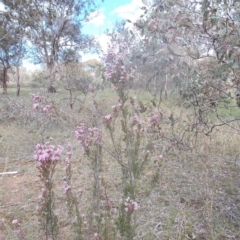 Kunzea parvifolia (Violet Kunzea) at Tuggeranong Hill - 8 Oct 2020 by jamesjonklaas