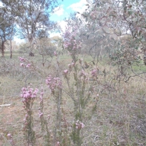 Kunzea parvifolia at Calwell, ACT - 8 Oct 2020