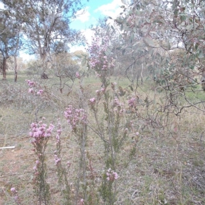 Kunzea parvifolia (Violet Kunzea) at Calwell, ACT - 8 Oct 2020 by jamesjonklaas