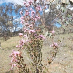 Kunzea parvifolia at Calwell, ACT - 8 Oct 2020