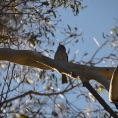 Pachycephala pectoralis (Golden Whistler) at Wamboin, NSW - 28 Aug 2020 by natureguy