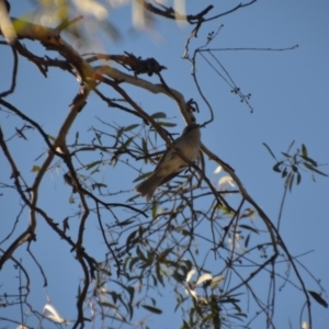 Pachycephala pectoralis at Wamboin, NSW - 28 Aug 2020