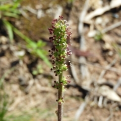 Acaena x ovina (Sheep's Burr) at Farrer, ACT - 4 Oct 2020 by MatthewFrawley