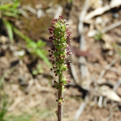 Acaena x ovina (Sheep's Burr) at Farrer, ACT - 3 Oct 2020 by MatthewFrawley