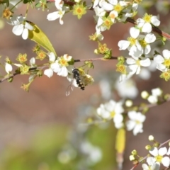 Melangyna viridiceps (Hover fly) at QPRC LGA - 28 Aug 2020 by natureguy