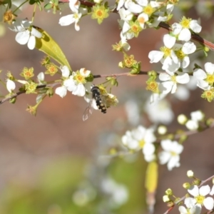 Melangyna viridiceps at Wamboin, NSW - 28 Aug 2020