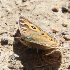 Junonia villida (Meadow Argus) at Farrer, ACT - 4 Oct 2020 by MatthewFrawley