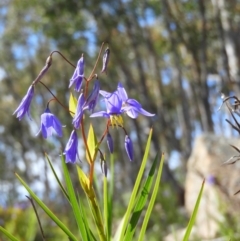 Stypandra glauca (Nodding Blue Lily) at Farrer, ACT - 3 Oct 2020 by MatthewFrawley