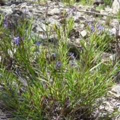 Stypandra glauca at Farrer, ACT - 4 Oct 2020