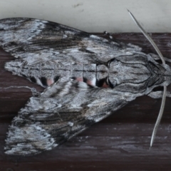 Agrius convolvuli (Convolvulus Hawk Moth) at Lilli Pilli, NSW - 7 Oct 2020 by jb2602