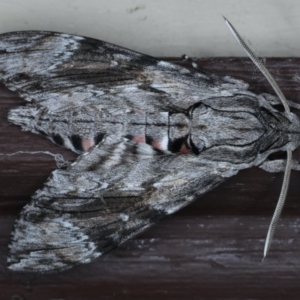 Agrius convolvuli at Lilli Pilli, NSW - 7 Oct 2020