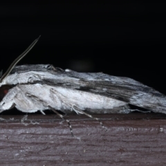 Agrius convolvuli at Lilli Pilli, NSW - 7 Oct 2020